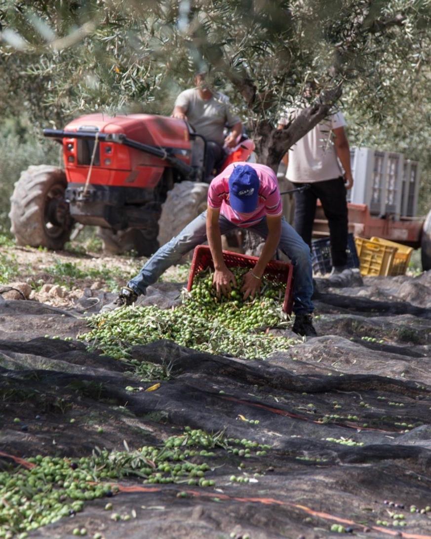 Azienda Agricola Mandranova Палма де Монтекиаро Екстериор снимка